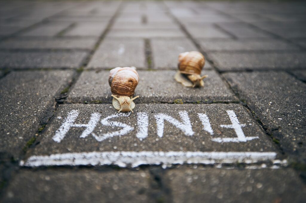 Racing snails in front of finish line