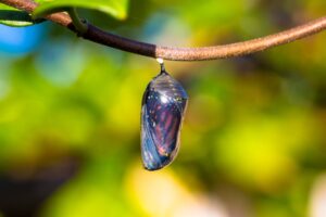Selective focus of a butterfly inside the chrysalis